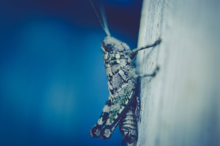 Macro Photo Of A Cricket 