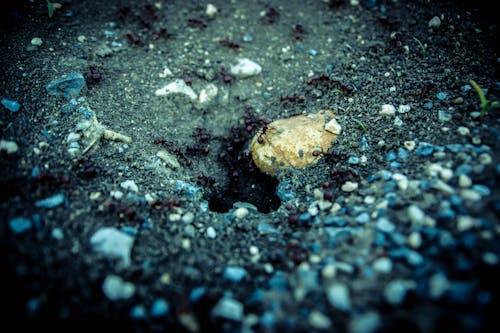 免费 黑沙上的棕色石头 素材图片