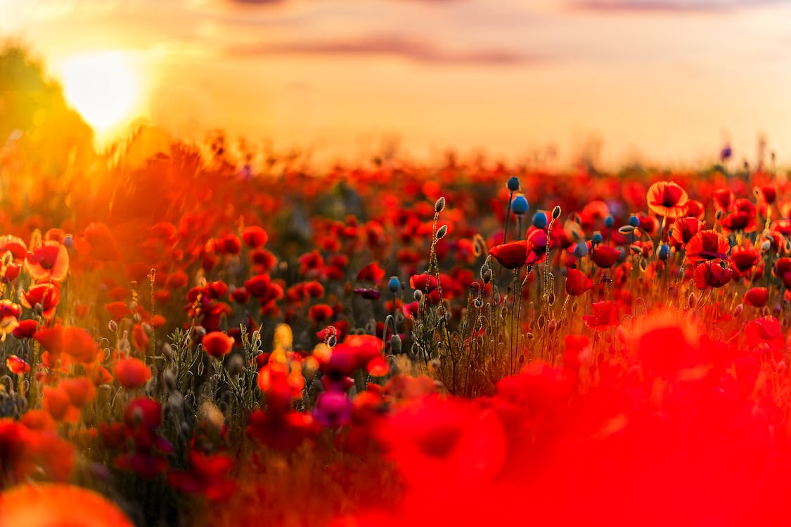 Неглубокая фотография красных и синих цветов