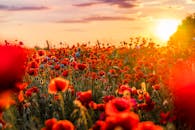 在日落的温暖阳光下，郁郁葱葱的罂粟地闪闪发光，展现出充满活力的红花和自然美景
