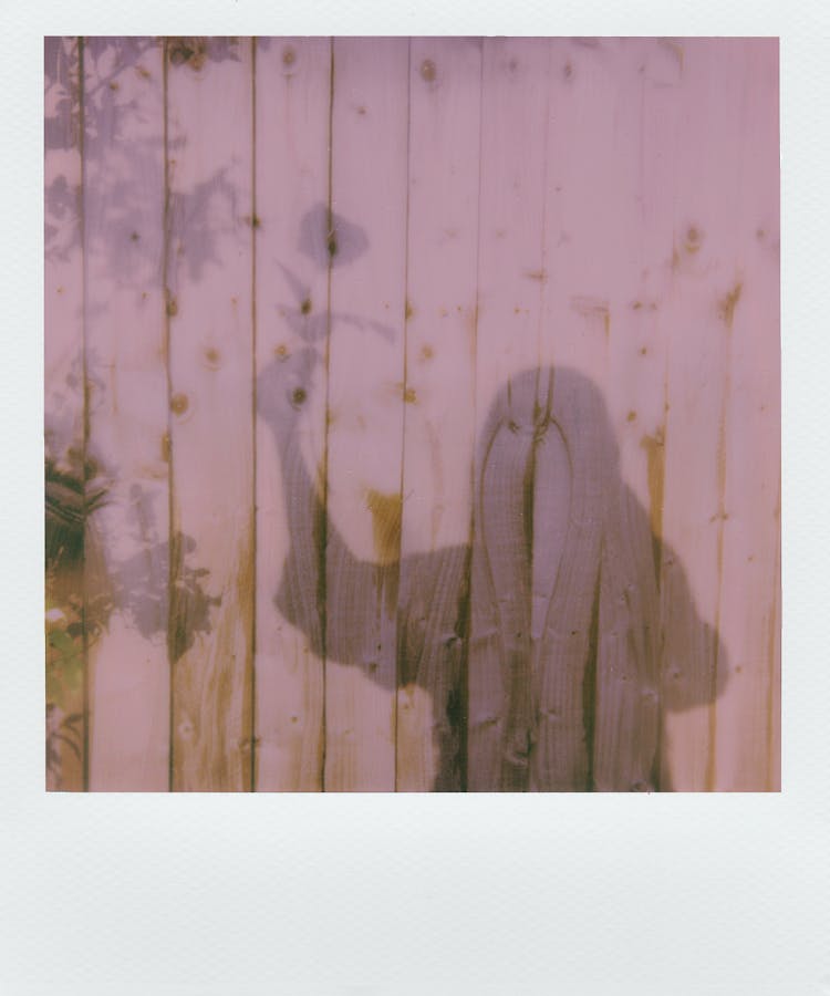 Silhouette Of Person Holding Flower