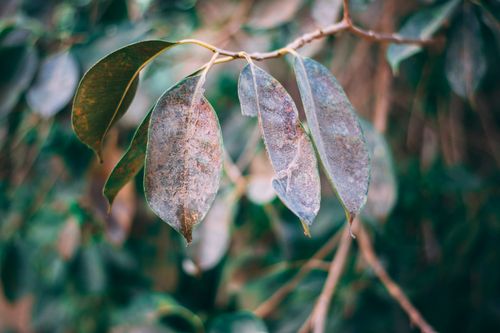 Free Close-up image of dry leaves on a branch, capturing the essence of fall with detailed textures and natural colors. Stock Photo