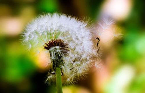 Free A detailed macro shot of a dandelion seed head with soft focus and vibrant colors. Stock Photo