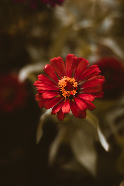Kırmızı çiçeğin Seçmeli Odak Fotoğrafı