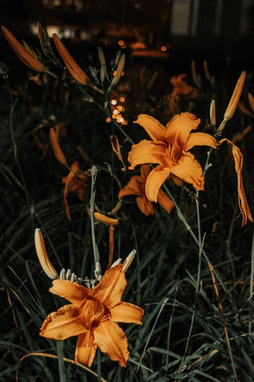 Fiori Petali Gialli