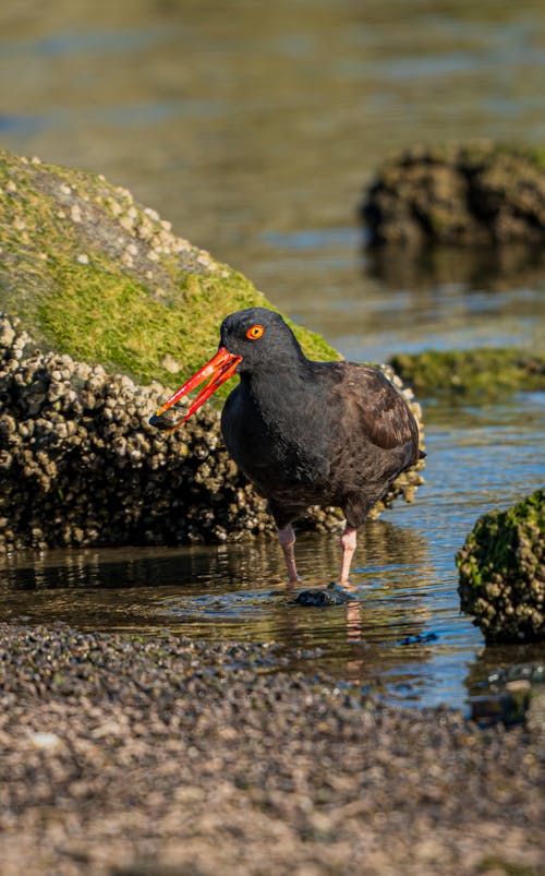 A bird with a red beak standing in water