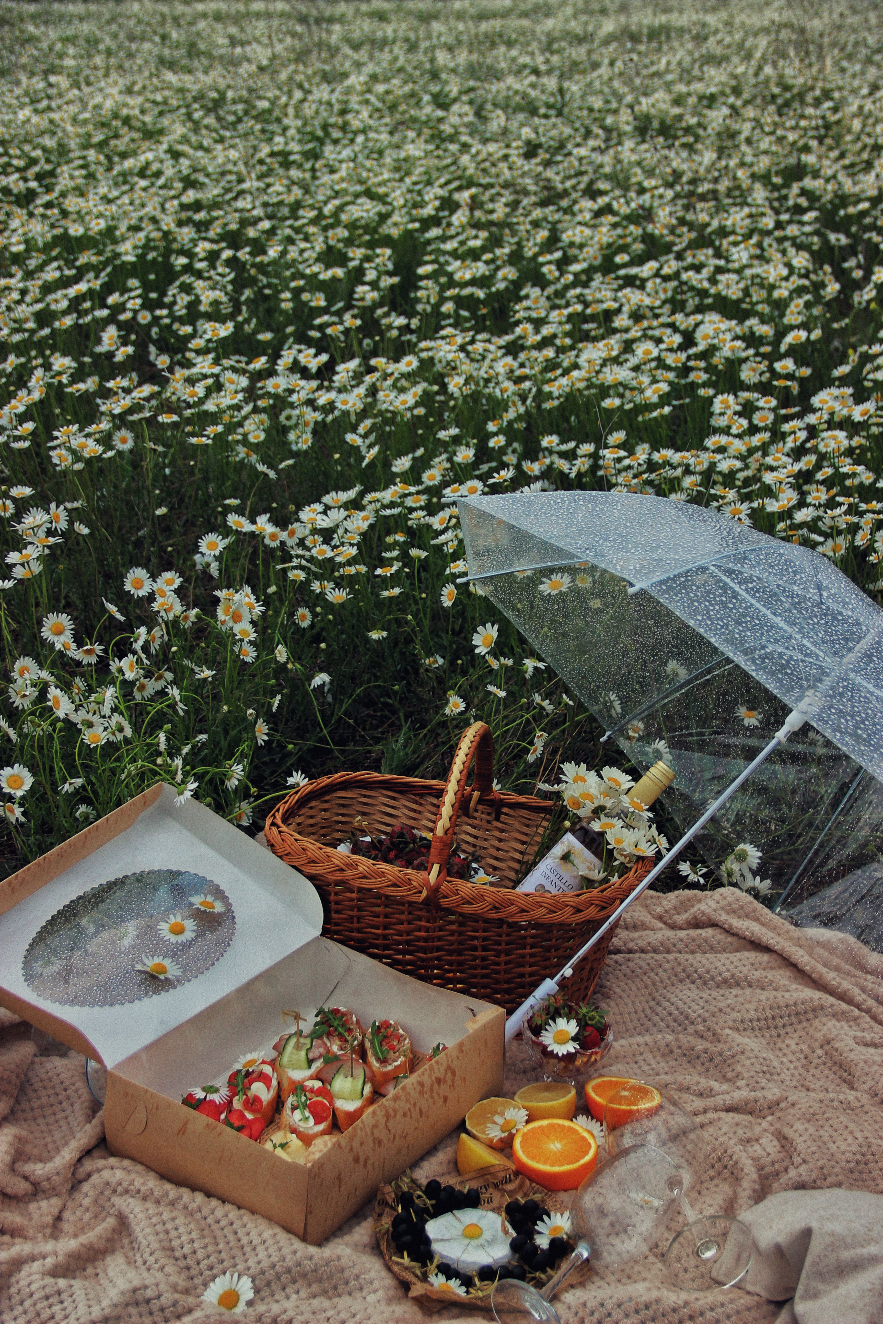 A delightful summer picnic setup with snacks and a transparent umbrella in a daisy field.