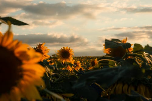 Free Field of Sunflowers during Golden Hour Stock Photo