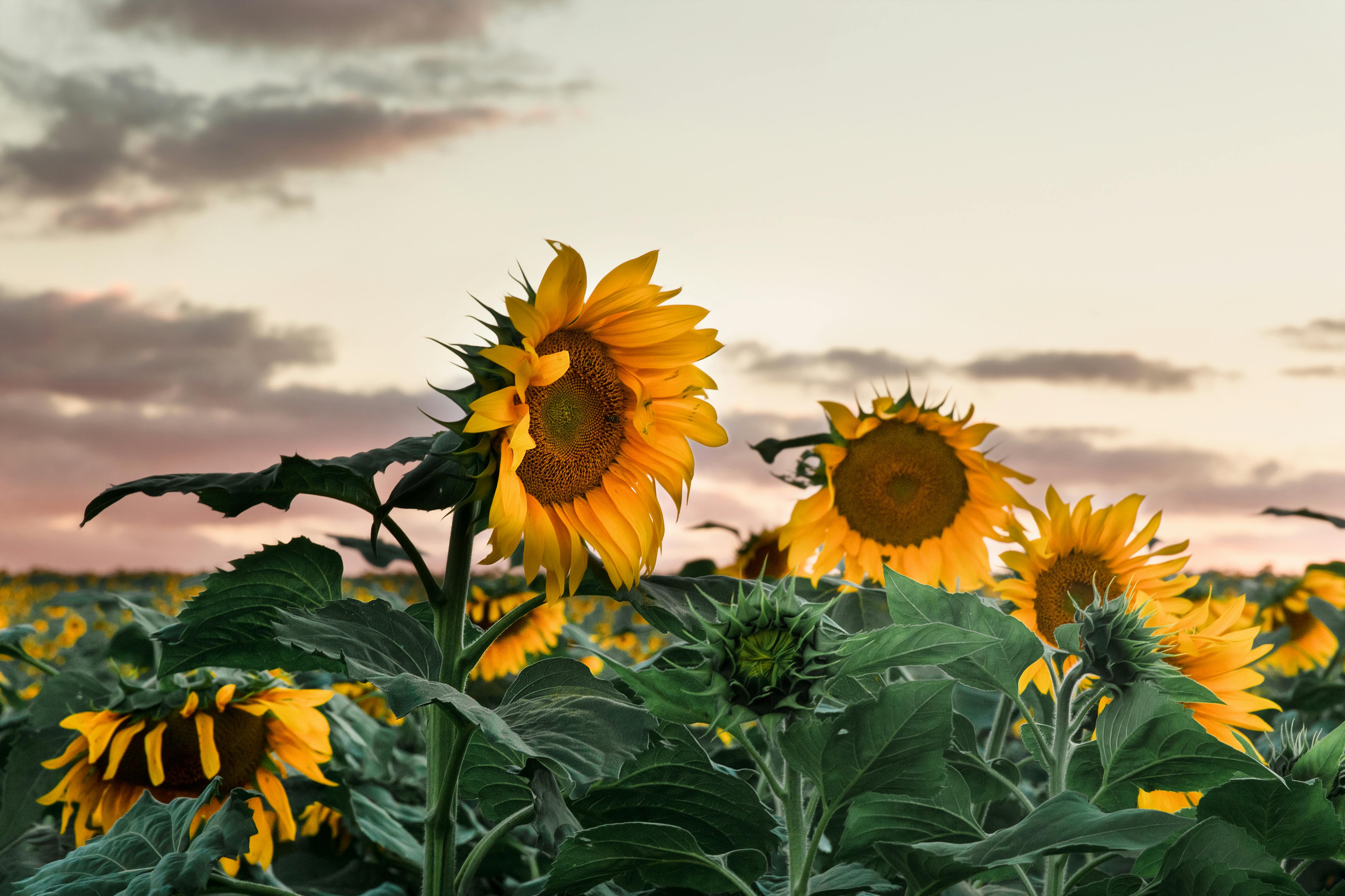 Yellow Sunflowers · Free Stock Photo