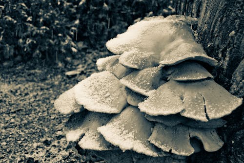 Free stock photo of forest mushroom, snow Stock Photo