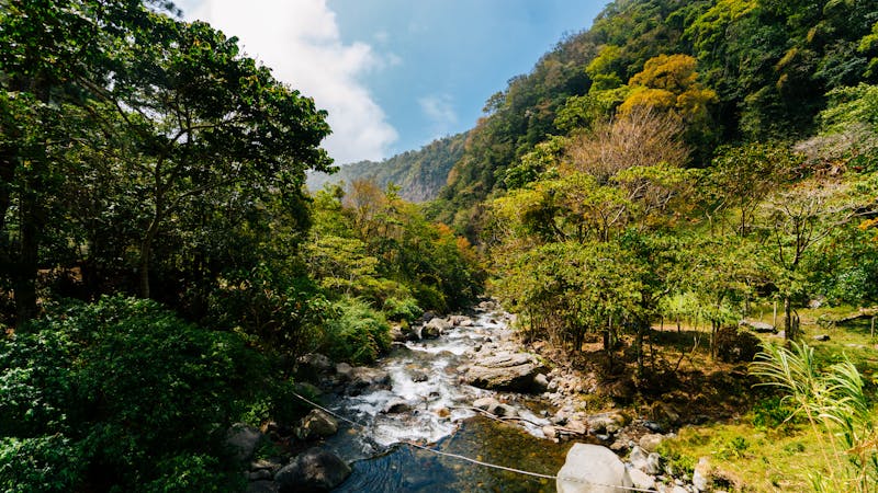 Zip-line Through Cloud Forest Canopy