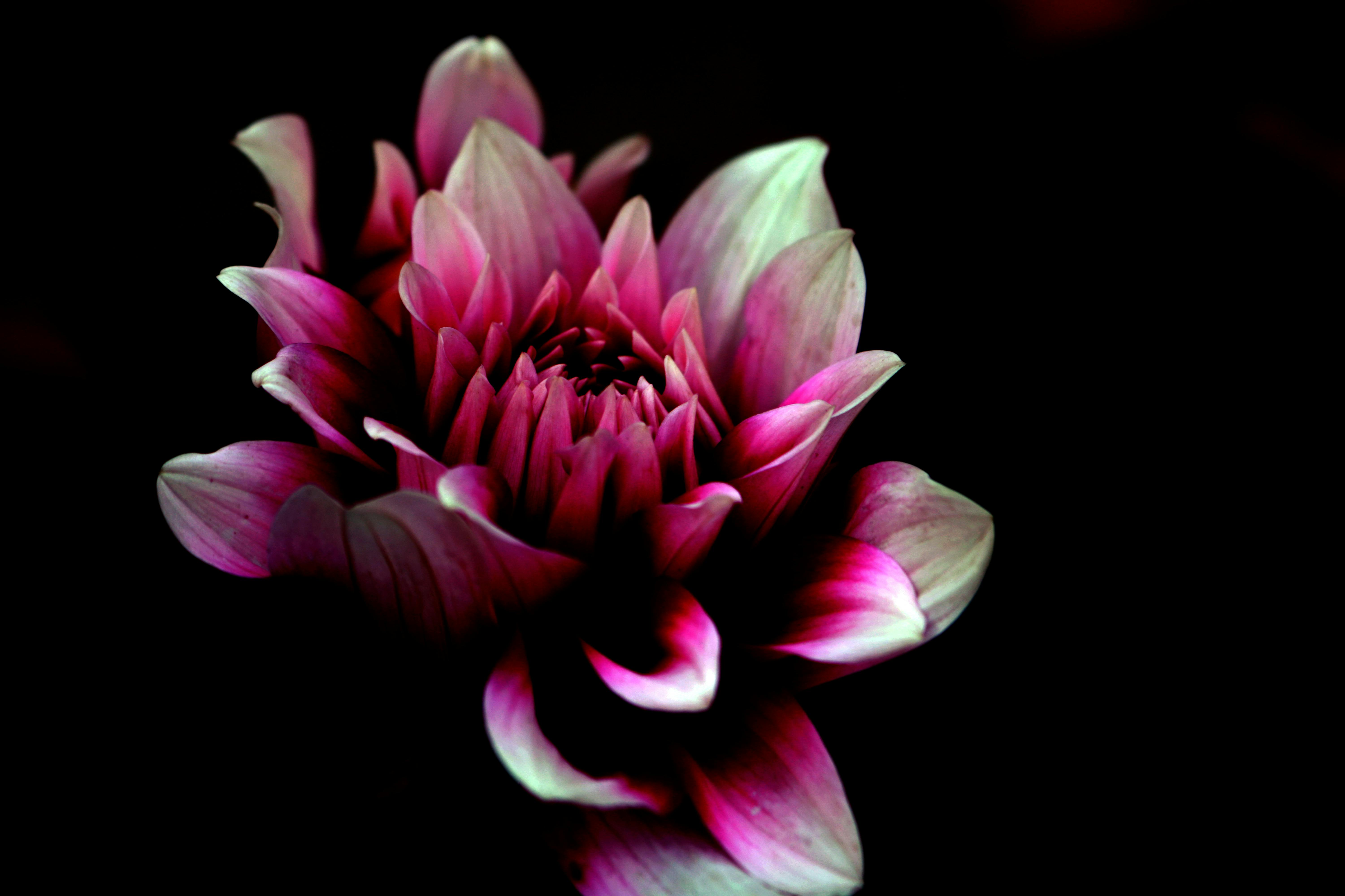 Unduh 4700 Koleksi Background Bunga Merah HD Terbaru