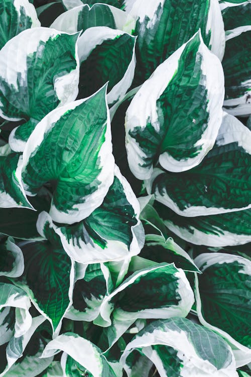 Green and White Leafed Plant