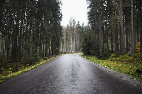 树木之间开阔的道路