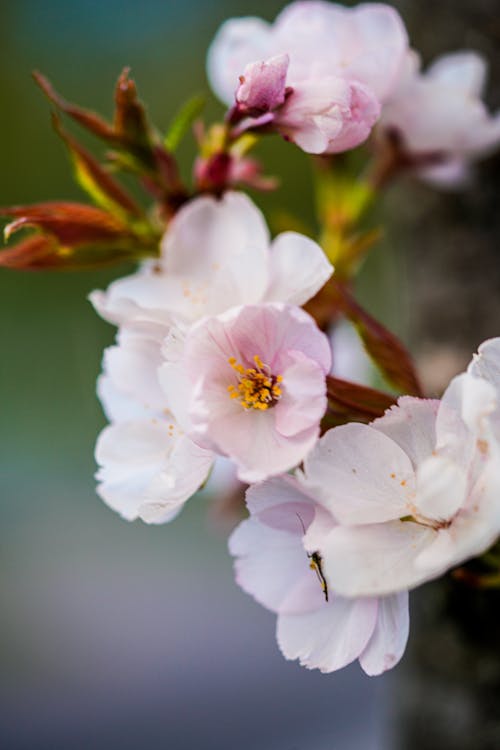 Gratis stockfoto met blad, bloeiend, bloem