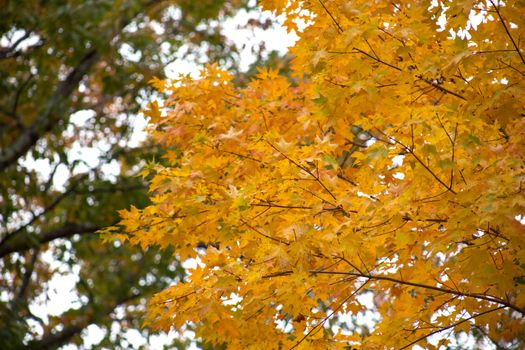 Vibrant yellow and orange maple leaves during fall, capturing the essence of autumn.