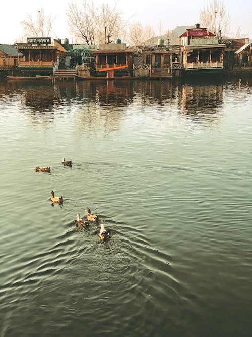 Foto profissional grátis de água, amêijoa, ao ar livre