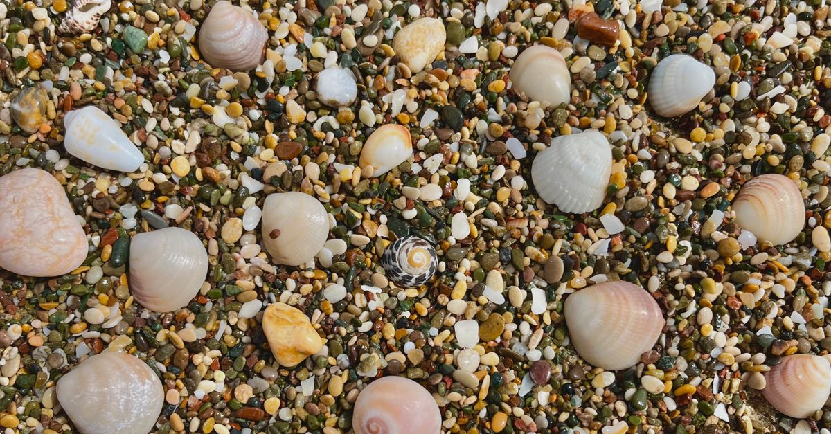 Sea Shell Rocks Seashells and Rocks on a Beach · Free Stock Photo