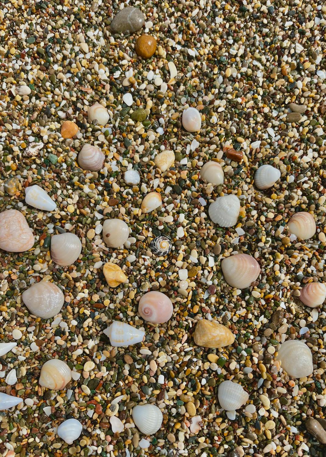 Seashells and Rocks on a Beach · Free Stock Photo