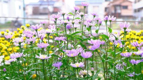 Free stock photo of adachi ku, ayase, beautiful flowers Stock Photo