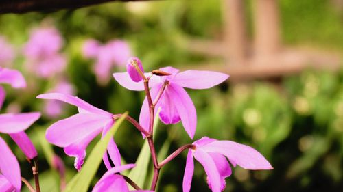 Free stock photo of beautiful flower, flowers, indigo flowers Stock Photo