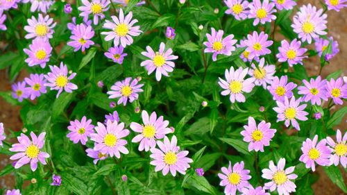 Free stock photo of beautiful flower, flower, indigo flowers Stock Photo