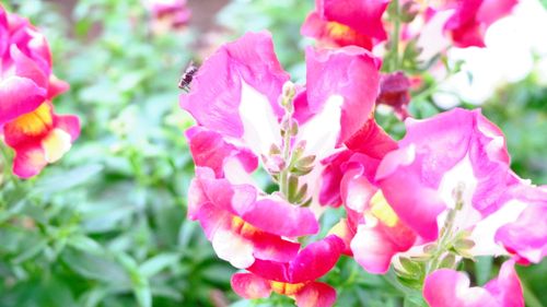 Free stock photo of beautiful flowers, flowers, fly Stock Photo