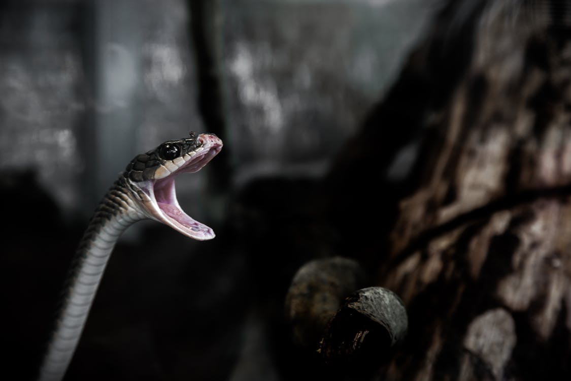 бесплатная Серая и коричневая змея, открывающая рот Стоковое фото