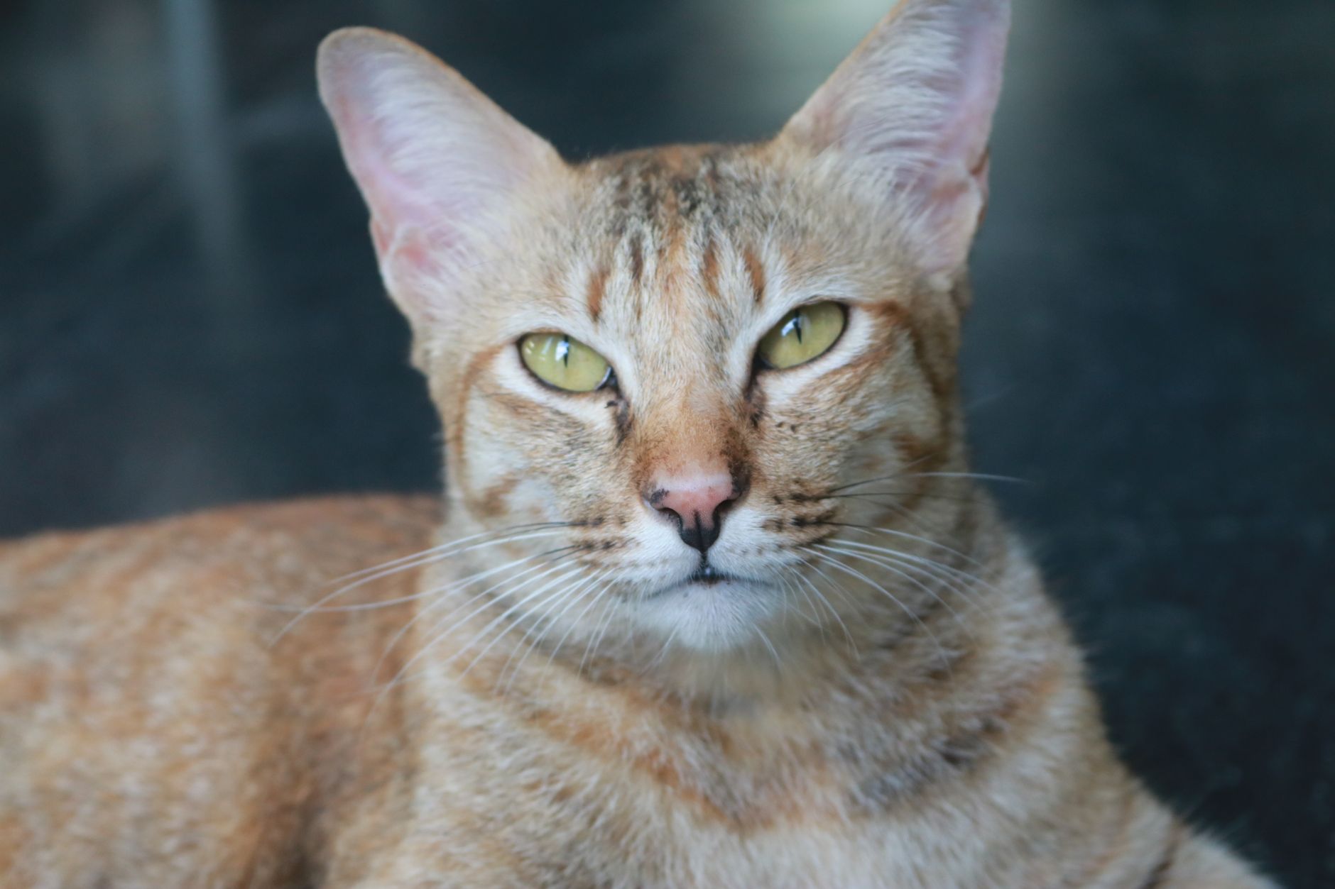 A captivating close-up of a tabby cat with vivid green eyes, showcasing its serene expression and detailed markings.