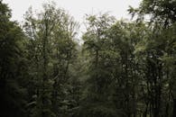 Green Trees Growing in the Forest