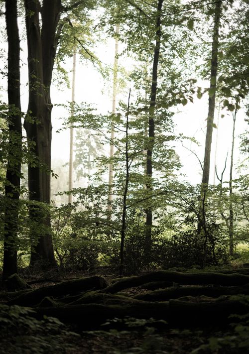 Free Peaceful forest scene with sunlight filtering through lush green trees. Stock Photo