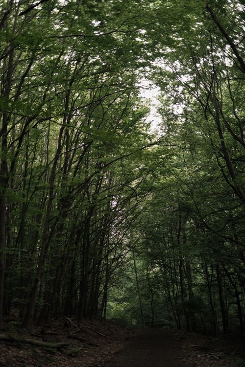 Free Serene forest path surrounded by vibrant green trees under a lush canopy Stock Photo