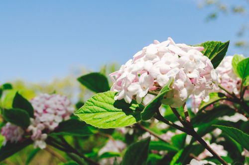 Free stock photo of flower, pink, summer Stock Photo