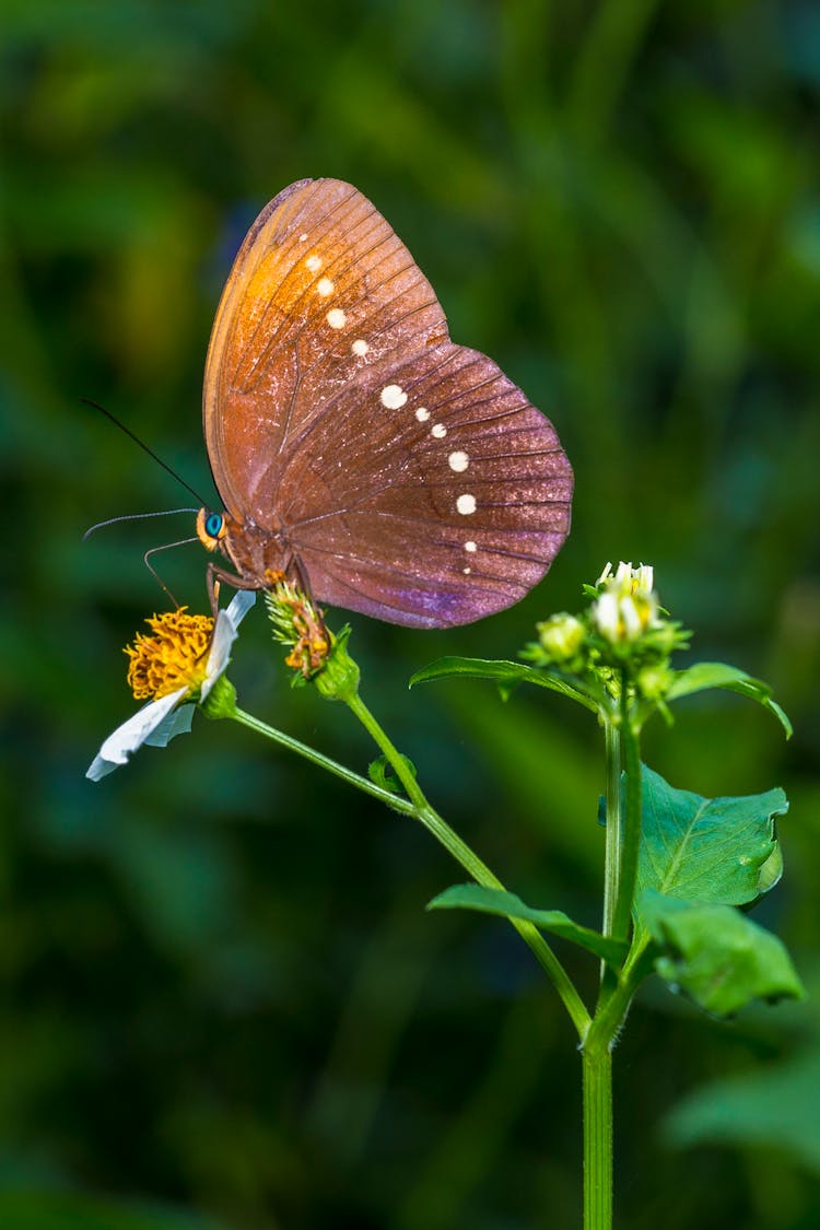 Brown Butterfly Perched On Flower