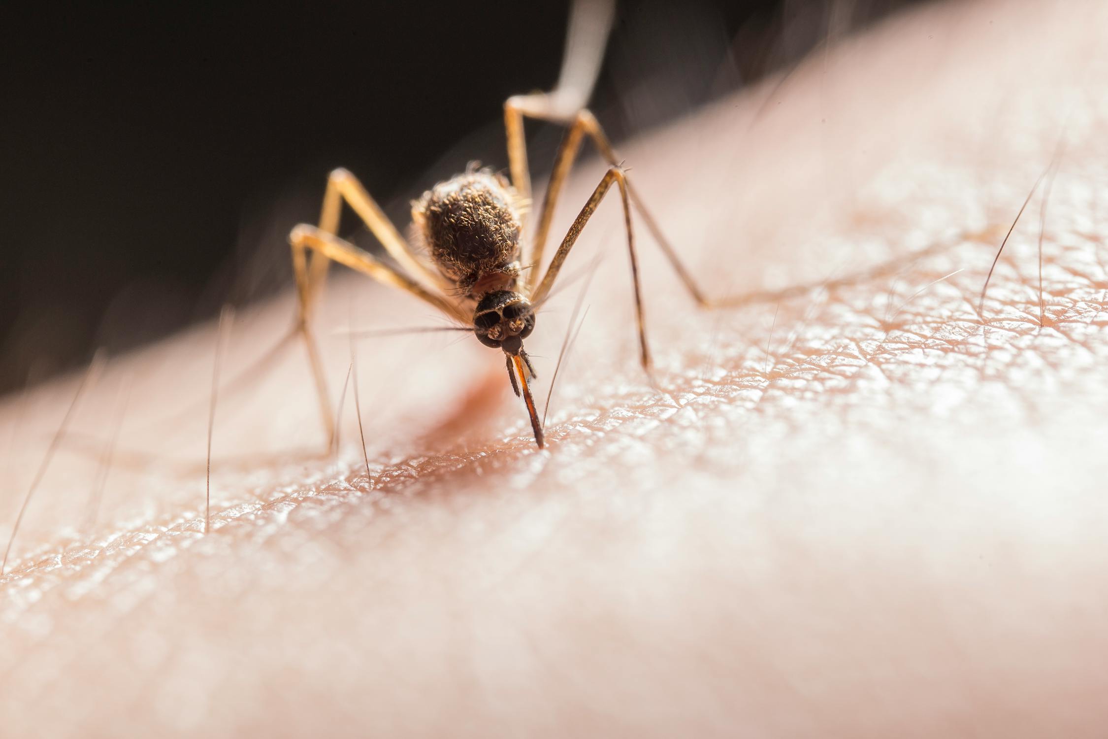 A close-up of a mosquito biting human skin. Photo by Pexels user Jimmy Chan. Used courtesy of pexels.com