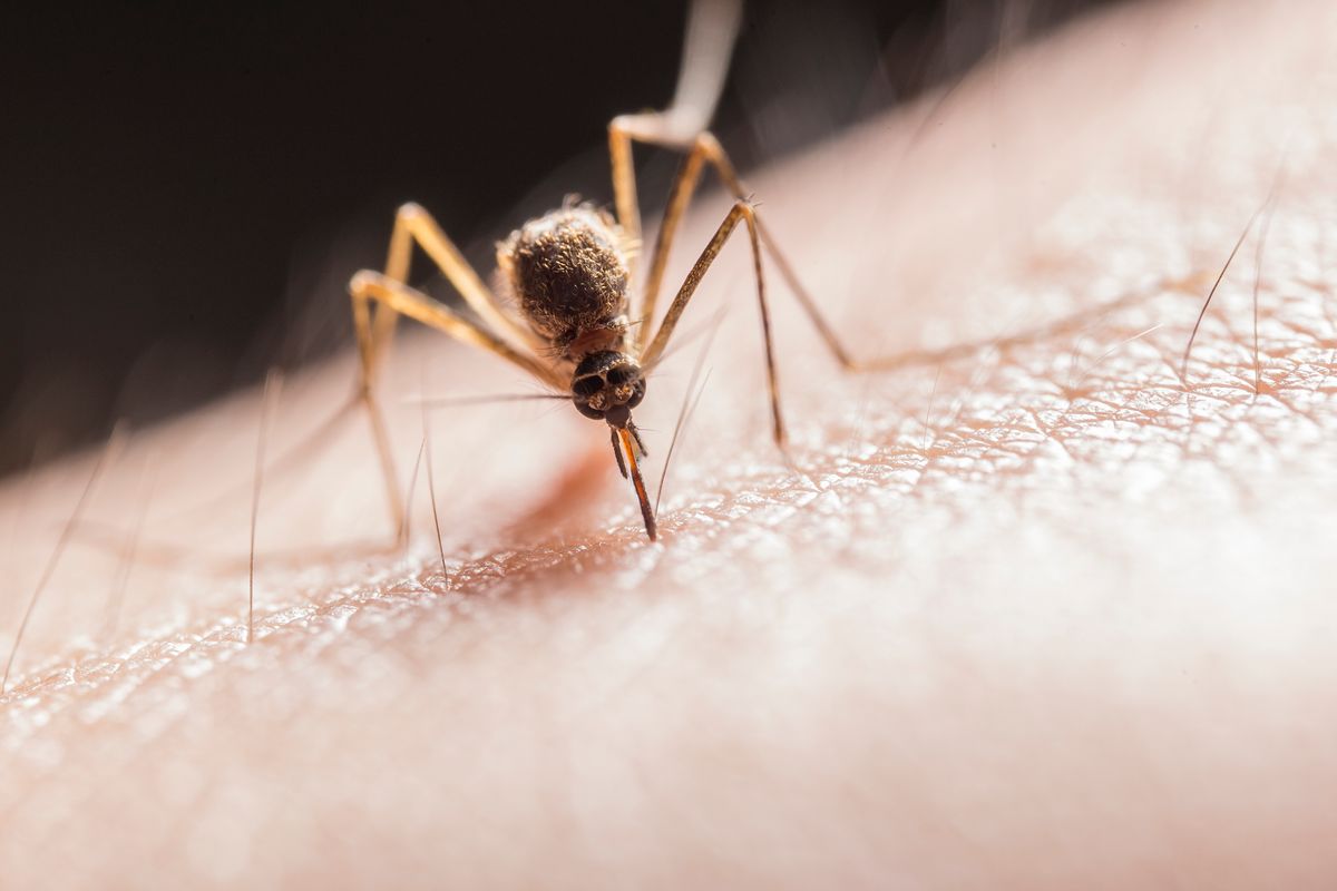 Aedes albopictus mosquito resting on a leaf, a key vector for dengue and chikungunya in newly affected regions