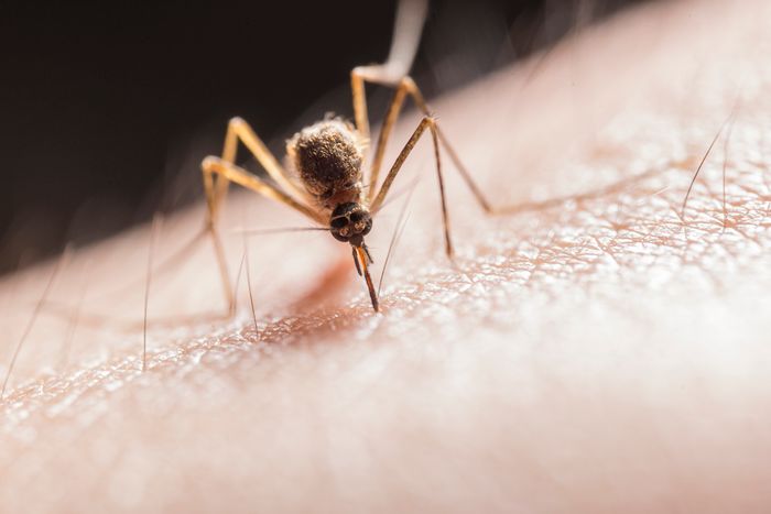 Macro photograph of a mosquito on skin