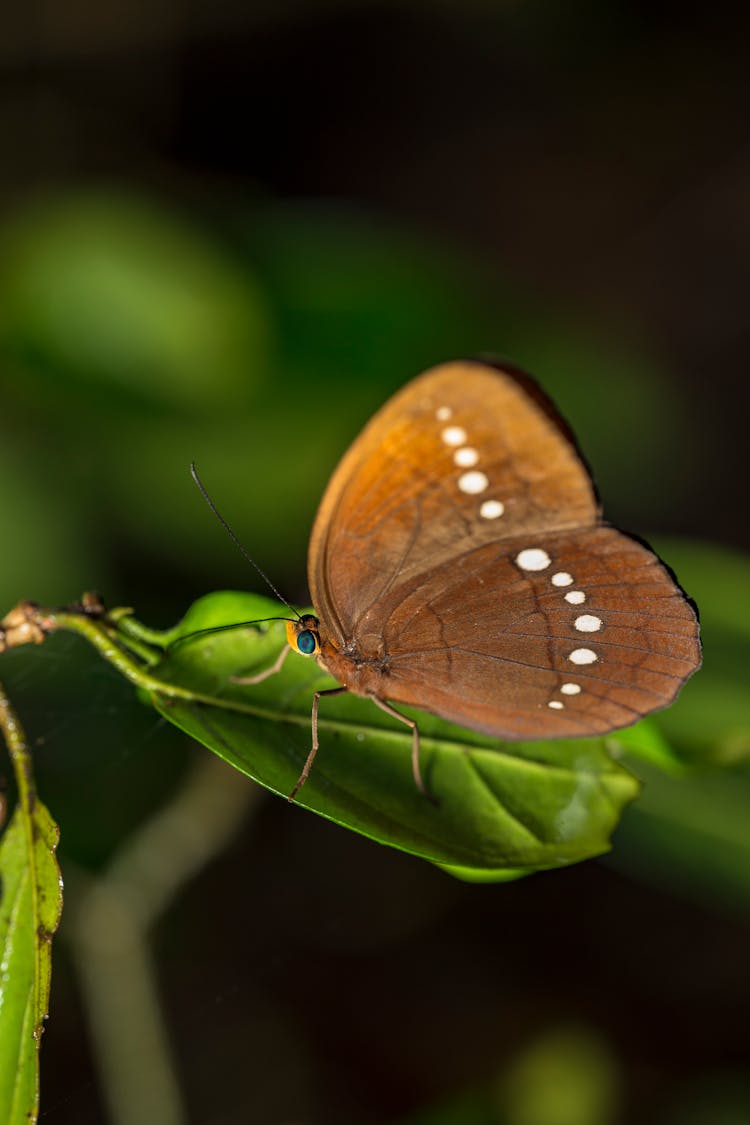 Brown Butterfly On Green Leaf