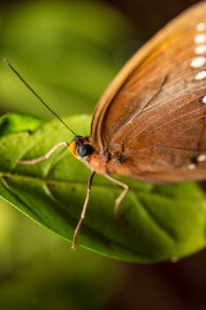 一只棕色蝴蝶栖息在绿叶上的生动微距特写镜头
