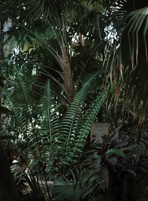 Základová fotografie zdarma na téma kapradina, rostliny, strom