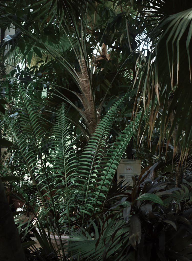 Green Fern Plant Near Tree