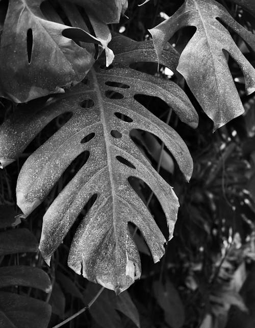 Grayscale Photo Of Leaf