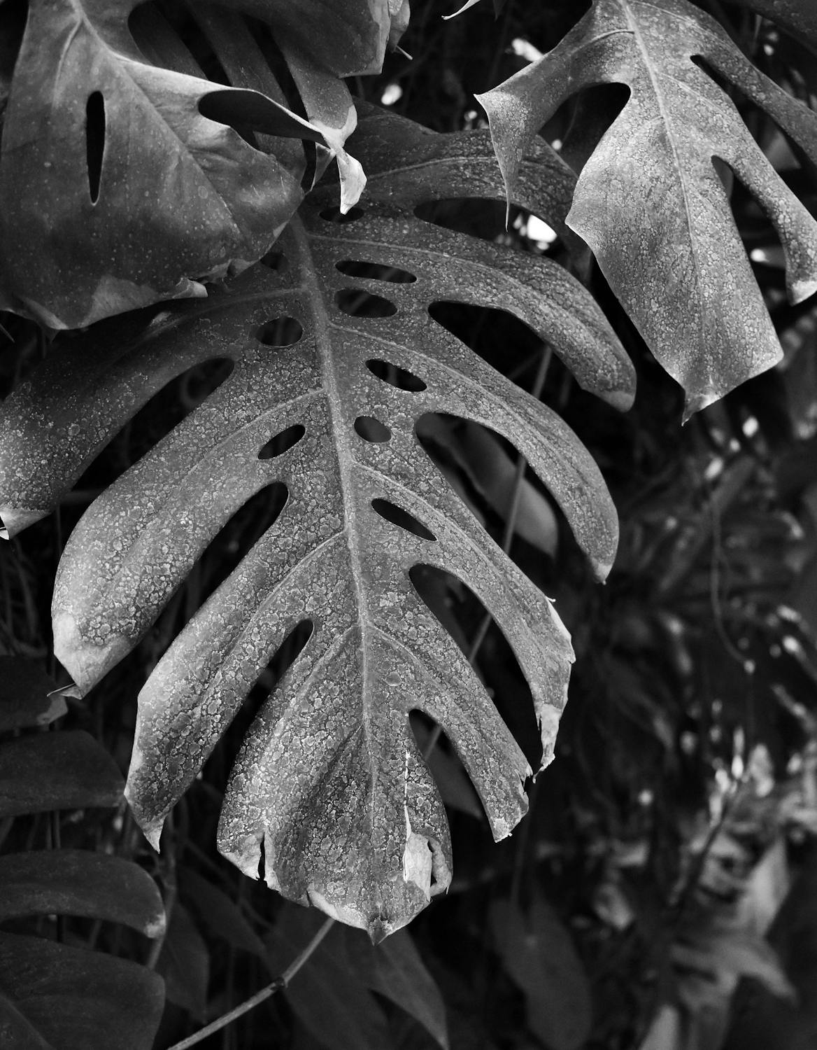 Grayscale Photo Of Leaf · Free Stock Photo