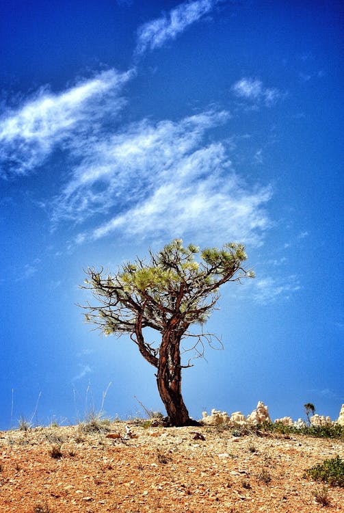 Free Tree on Hill Under Blue Sky and White Clouds Stock Photo