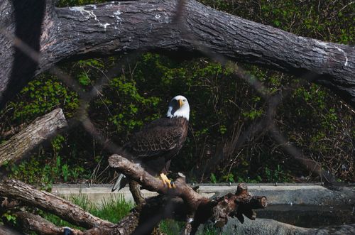 Free stock photo of bird, eagle, zoo Stock Photo