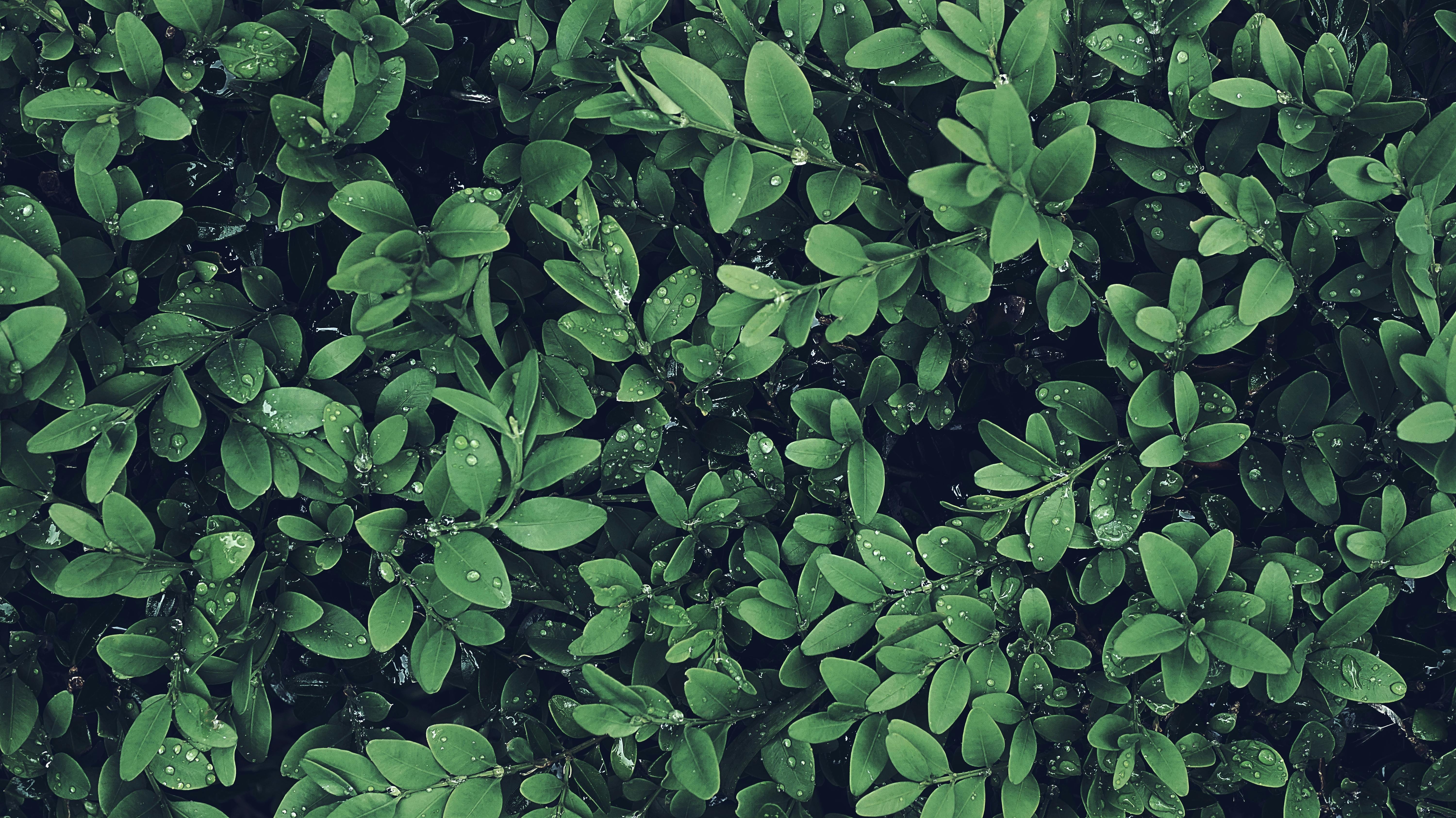 Leaves Green Leaves HD wallpaper  Pxfuel