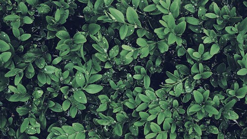 Free Зеленолистное растение Stock Photo