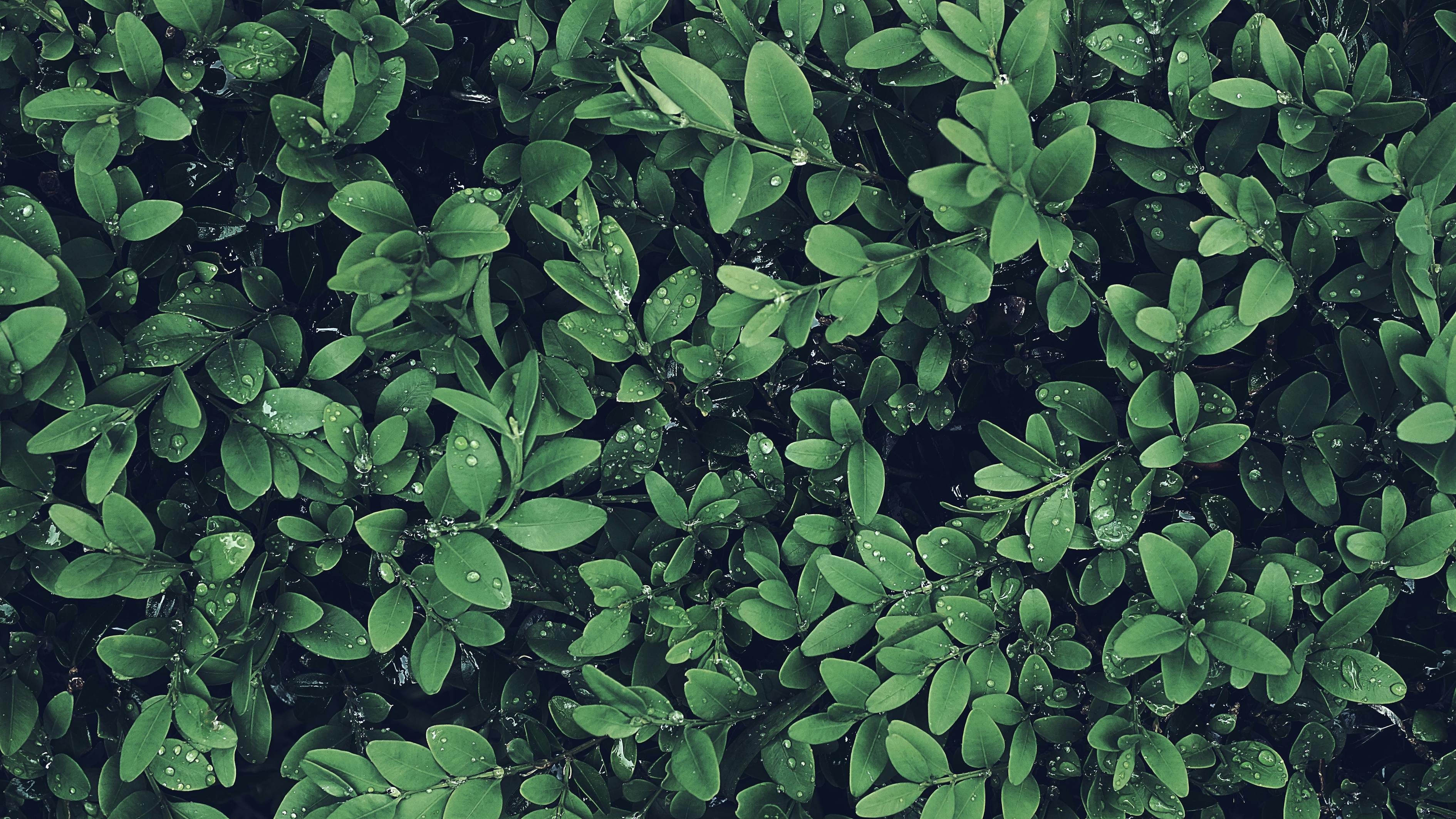 Green-leafed Plant · Free Stock Photo