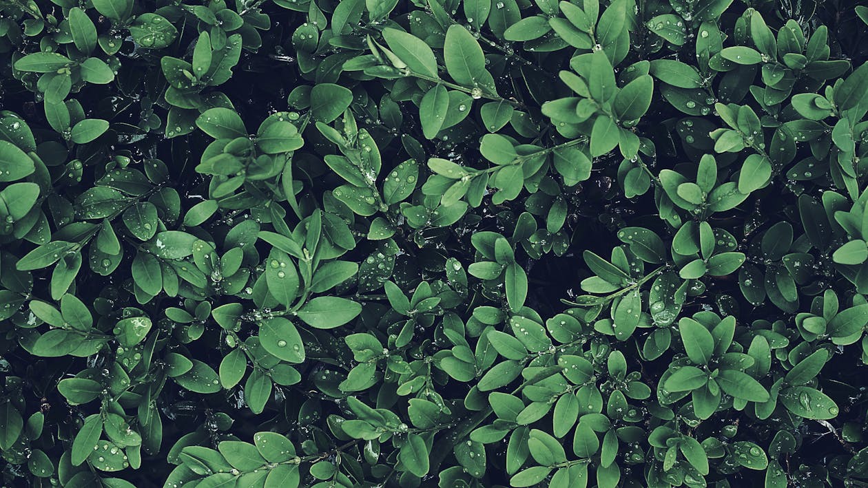 Groenbladige Plant