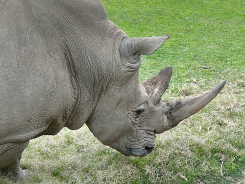 Imagine de stoc gratuită din alb rhino, amenințat cu dispariția, animal